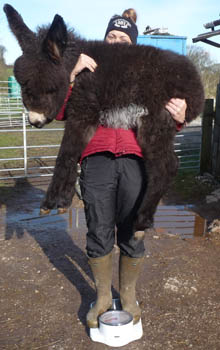 Fishers Mobile Farm donkey foal, Lulu